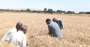 وزير الزراعة: استراتيجية وطنية لرفع الاكتفاء الذاتى من القمح لـ 70% فى 2030