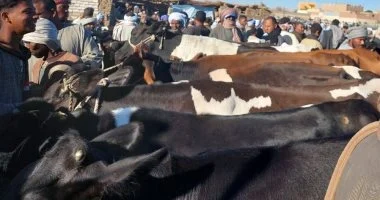 وزير الزراعة: تكثيف حملات التفتيش على أسواق اللحوم استعدادا لعيد الأضحى