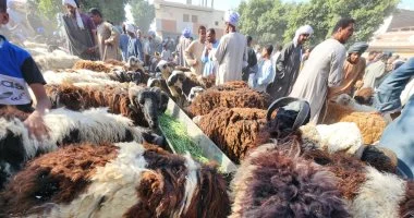 ‎الزراعة تعلن الطوارئ لاستقبال عيد الأضحى وتناشد المواطنين تجنب الذبح بالشوارع