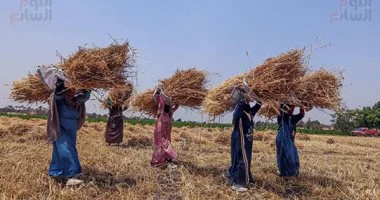 الزراعة: توريد أكثر من 4.3 مليون طن قمح بنسبة 86% من المستهدف حتى الآن