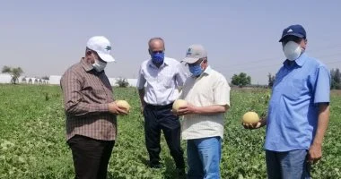 رئيس مركز البحوث الزراعية: لا مبررات علمية لحملات التشكيك فى الدواجن والبيض
