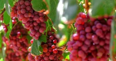 فى موسمه.. 12 سببًا تجعل العنب مصدرًا غنيًا بالعناصر الغذائية