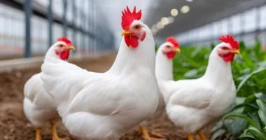 هدوء في البورصة واستقرار يسيطر على أسواق الدواجن اليوم