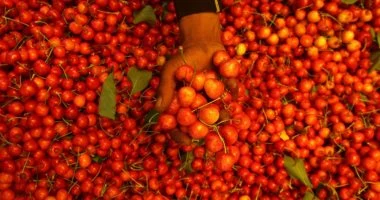 وزارة التموين تطرح الطماطم بمنافذ المجمعات الاستهلاكية.. اعرف الأسعار