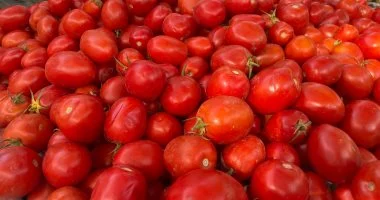 وزارة التموين تطرح الطماطم بمنافذ المجمعات الاستهلاكية بسعر 15 جنيها للكيلو