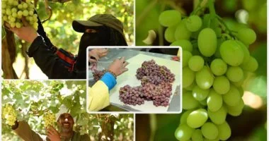 وزير الزراعة: قفزة تاريخية فى الصادرات الزراعية المصرية بزيادة تجاوزت 300%