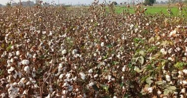 ‎وزارة الزراعة: المساحة المنزرعة فعلياً من القطن بلغت 164 ألف فدان